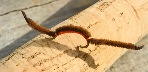 brown san juan worm