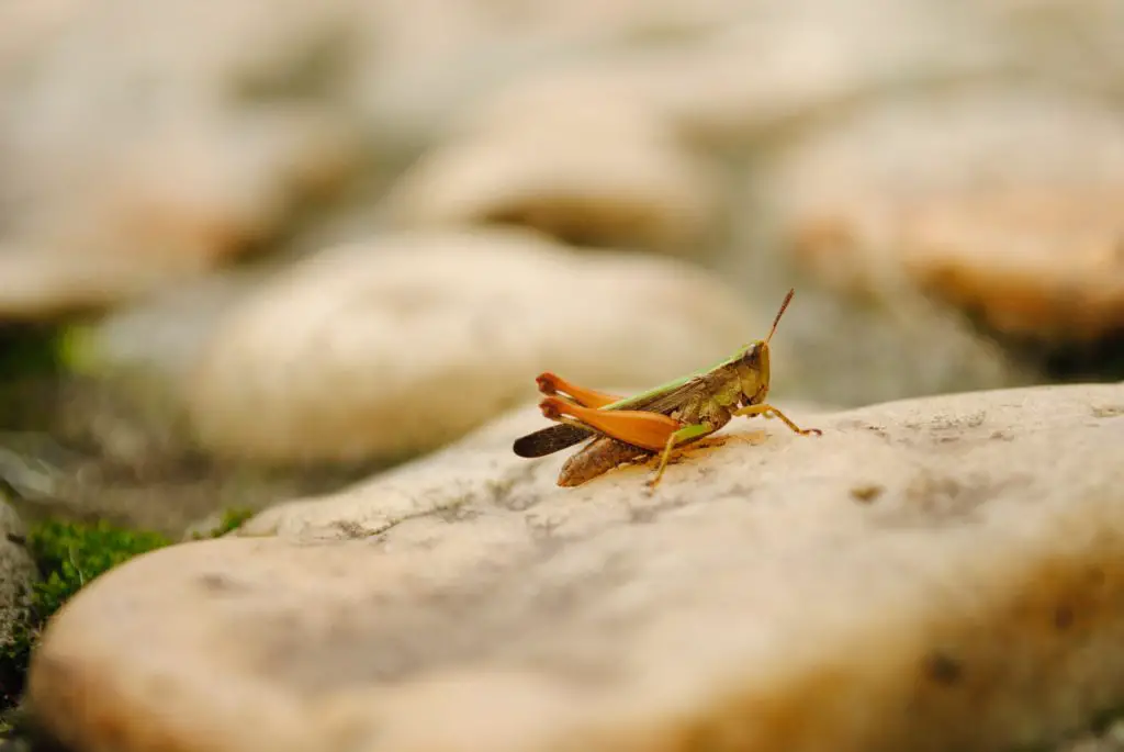 grasshopper on rock