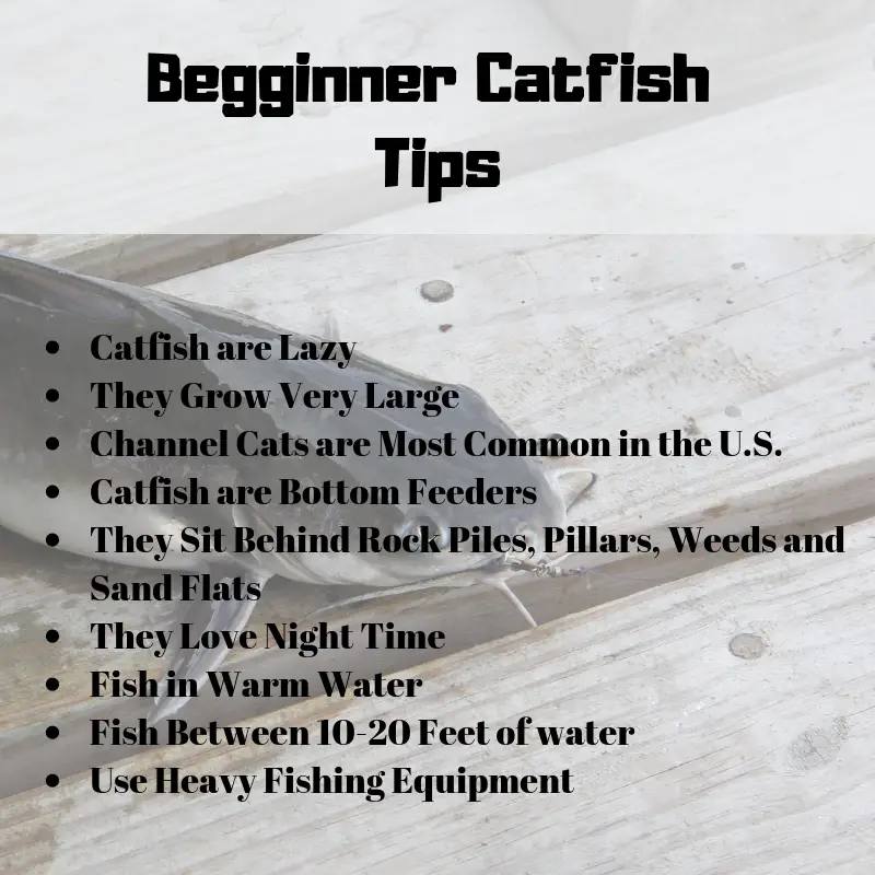 beginner catfish tips