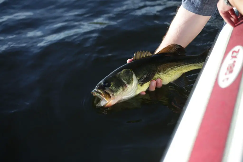 7 insane bass fishing lures to slay 2019