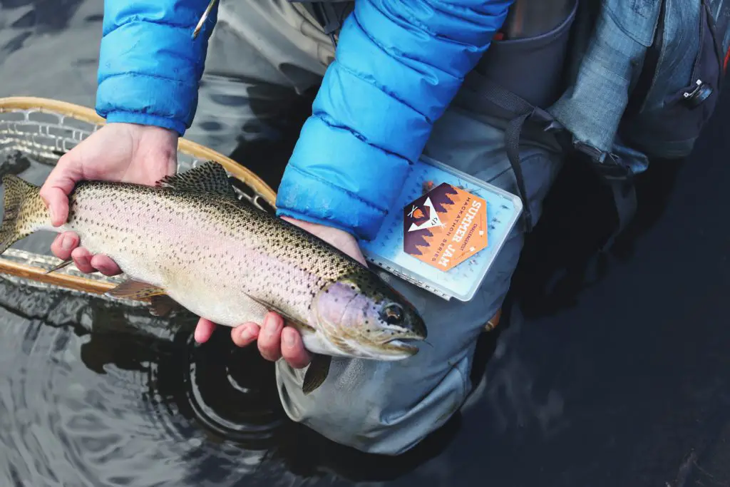8 Stillwater Fly Fishing Tips and Tactics