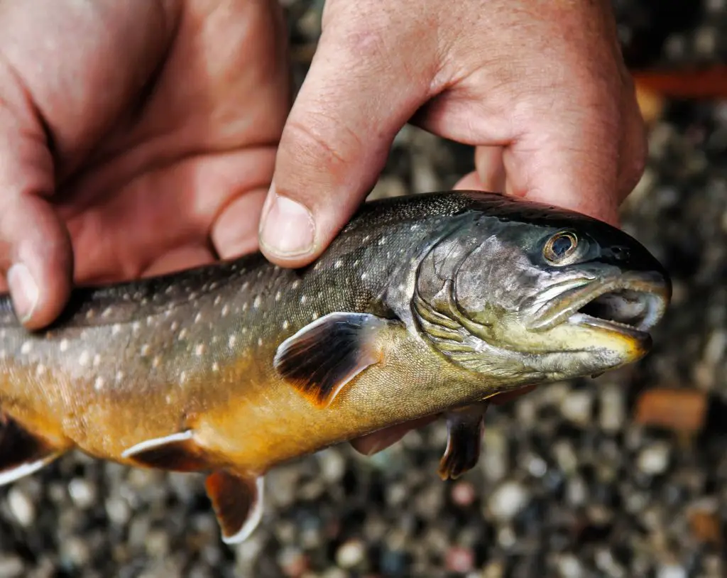 trout fishing Virginia