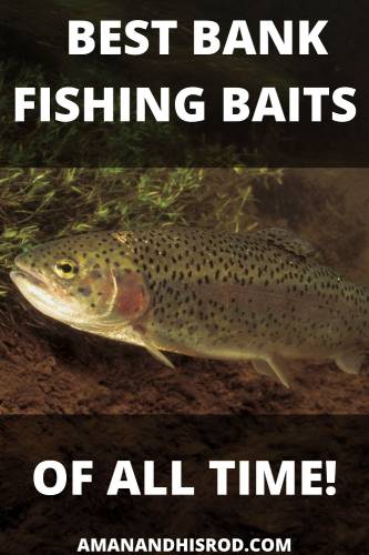 best bank fishing bait pinterest graphic