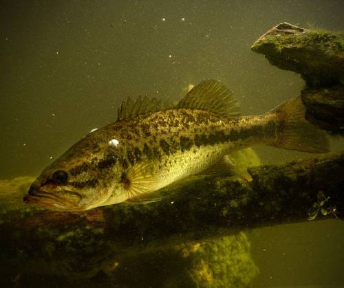 smallmouth vs largemouth bass