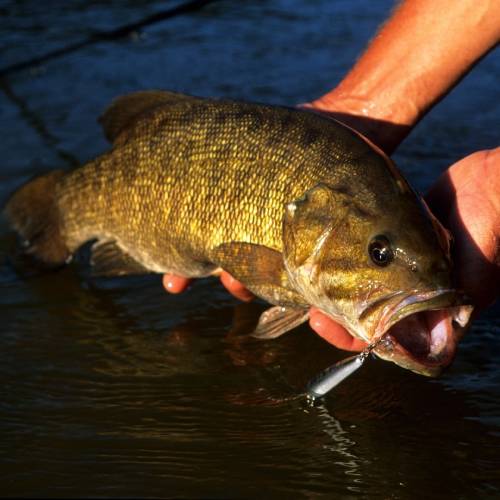 smallmouth bass fishing 