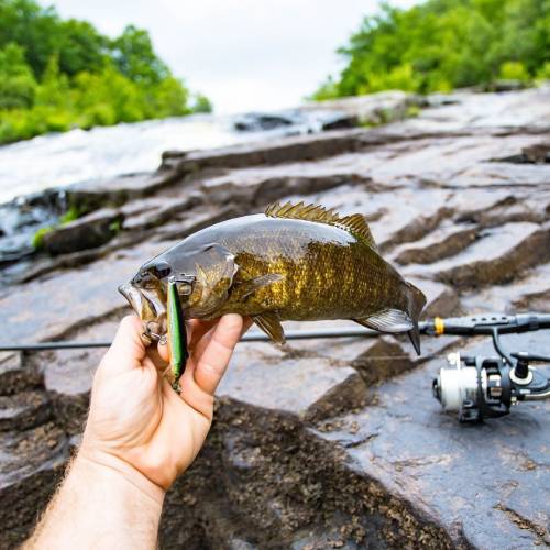 smallmouth bass fising in arizona