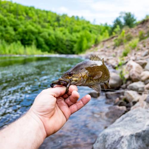 black river smallmouth bass fishing