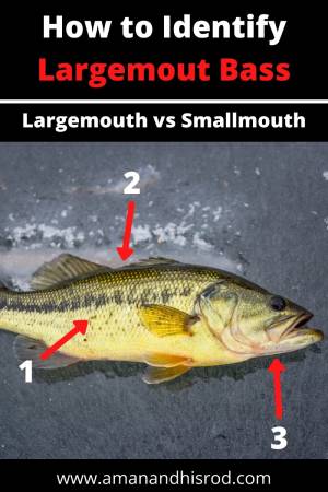 identify largemouth bass