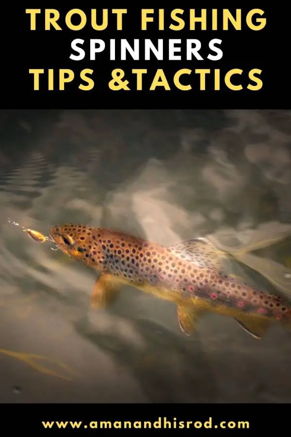 trout fishing spinners tips and tactics