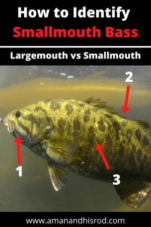 identify smallmouth bass