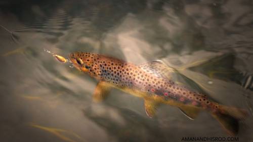 catching trout on fishing spinner