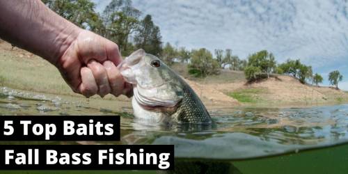 5 lures for catching fall bass
