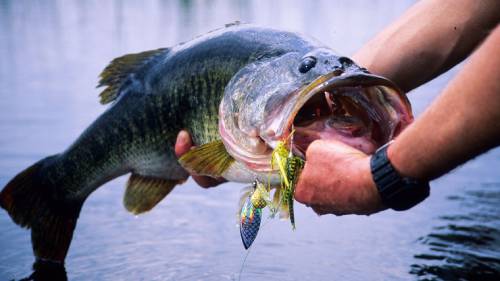 winter spinnerbait fish