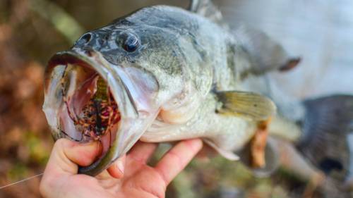 winter bass caught on a jig
