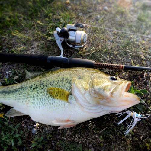 largemouth bass caught on spinnerbait