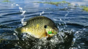 bluegill fishing lures