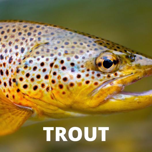 trout