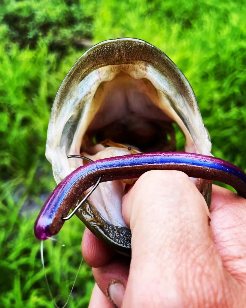 Texas rigged rubber worm hooked in a bass mouth. 